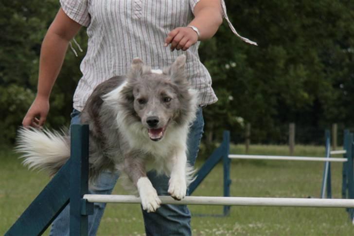 Border collie Zacho - Klubmesterskabet 08 billede 4