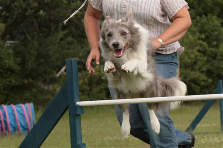 Border collie Zacho - Klubmesterskabet 08 billede 5