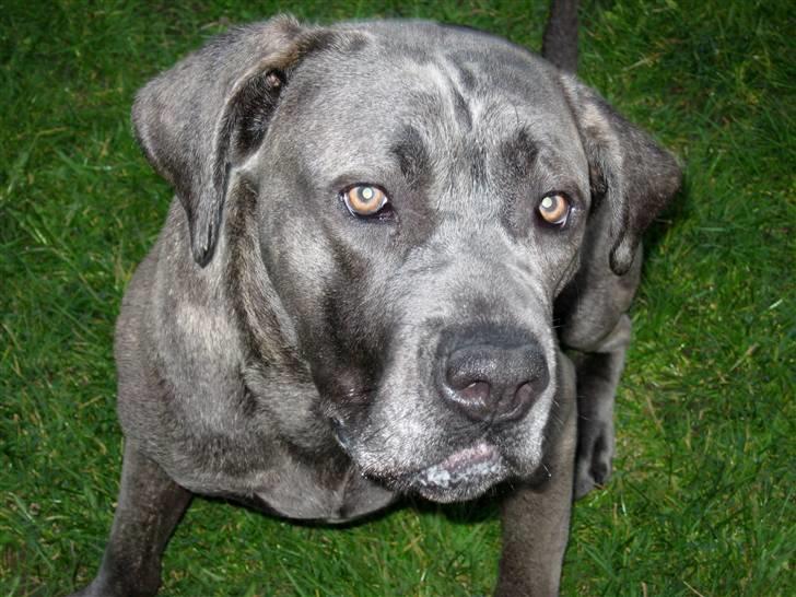 Cane corso mango - min dejlige hund :) billede 1