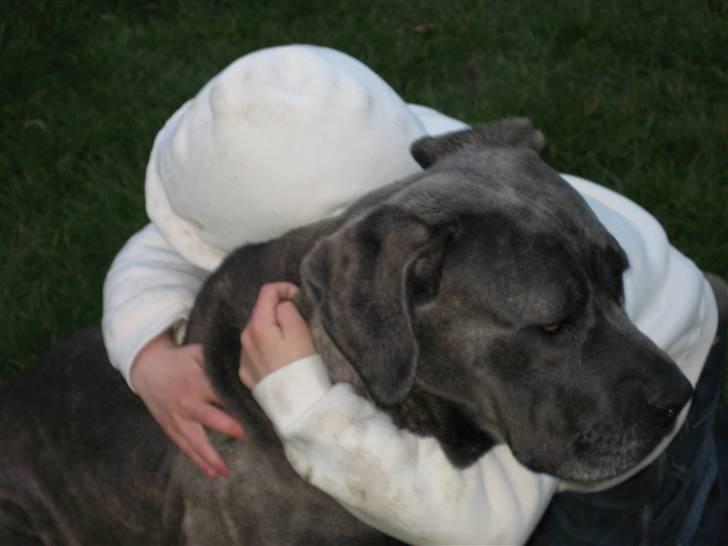 Cane corso mango - hunden er menneskets og ikke mindst drengens bedste ven :) billede 2