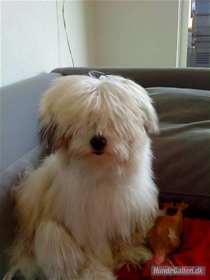 Coton de tulear Bella billede 1