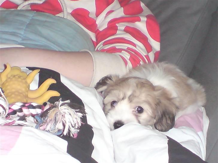 Coton de tulear Bella billede 2