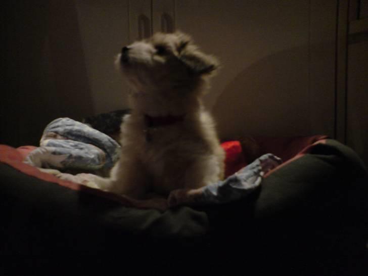 Coton de tulear Bella billede 3