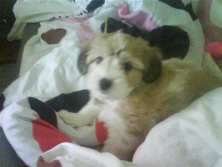 Coton de tulear Bella billede 4