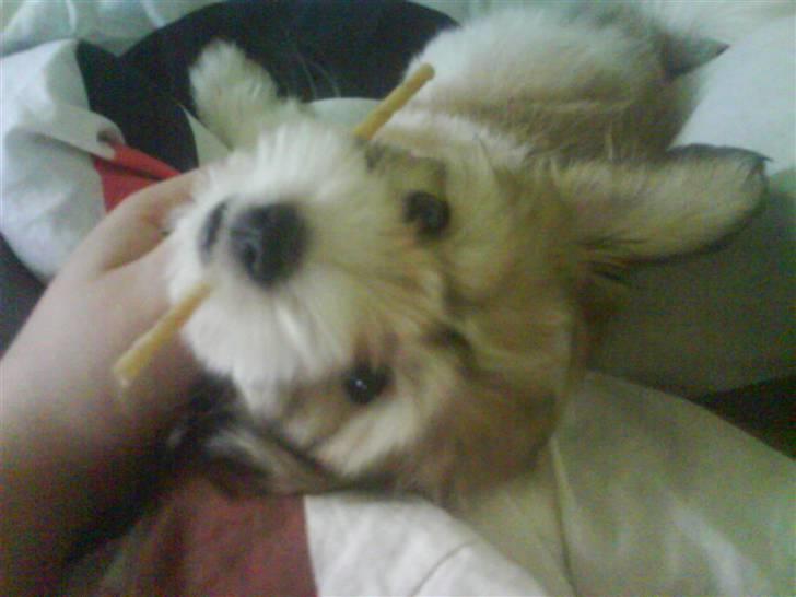Coton de tulear Bella billede 5