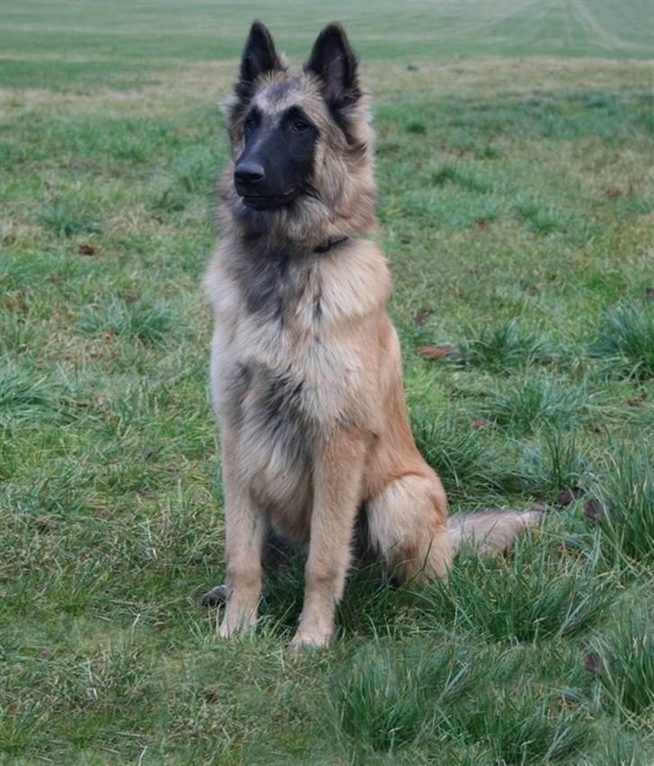 Tervueren Lively Lynx billede 15