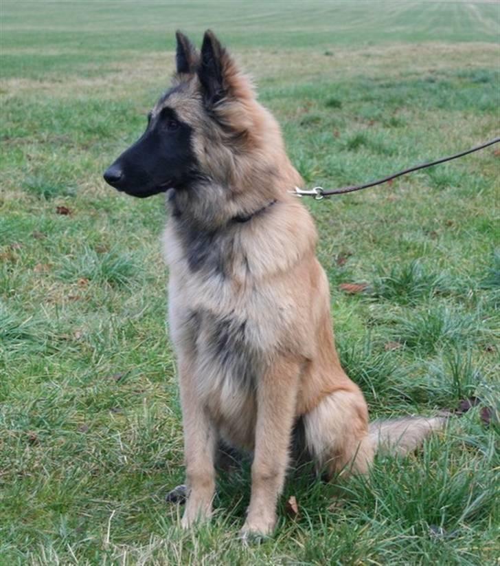 Tervueren Lively Lynx billede 16