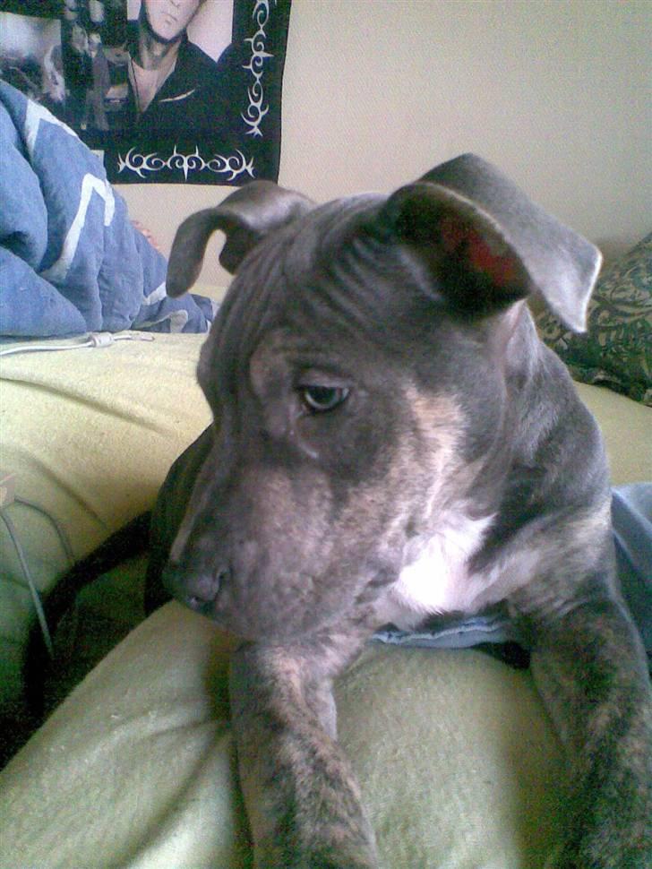 Amerikansk staffordshire terrier Thorvald billede 7