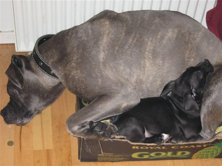 Cane corso mango - nogen gange er hundekurven ikke god nok til mango og lillebror.....der er en alt alt for lille kasse bedre :S GG billede 3