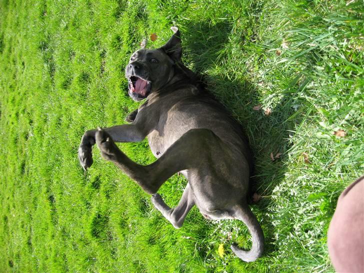 Cane corso mango - ihhhhhhhhh hvor er det hyggeligt mor :) billede 4