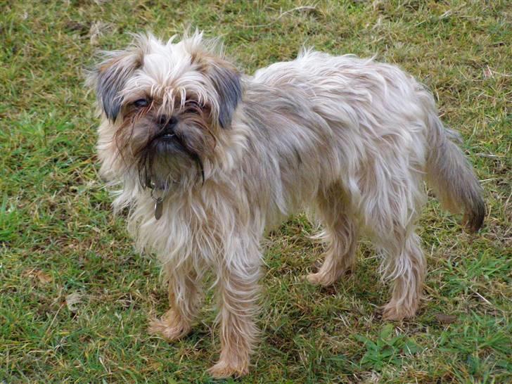 Blanding af racer Zita billede 13