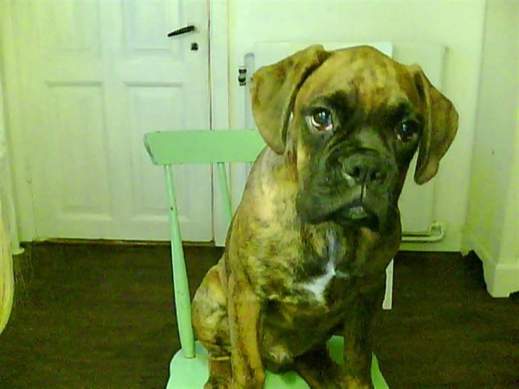 Boxer Kaj - Her sidder jeg, og er med til at lave min første profil... billede 1