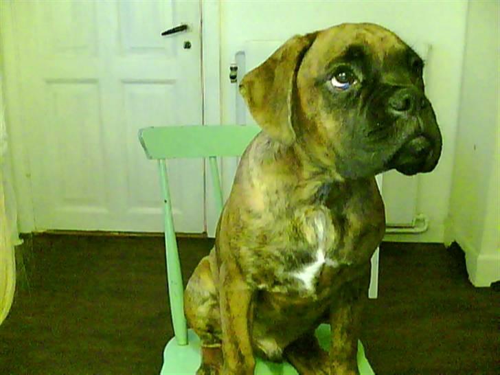 Boxer Kaj - Sådan ser jeg ud når jeg tigger meget... (læg mærke til hundeøjnene) billede 2