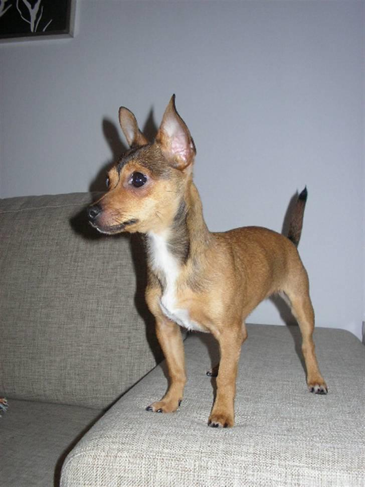 Blanding af racer Molly billede 16