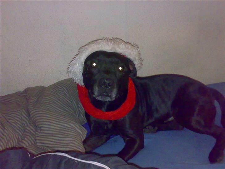 Staffordshire bull terrier Tico - En Lille julehund billede 7