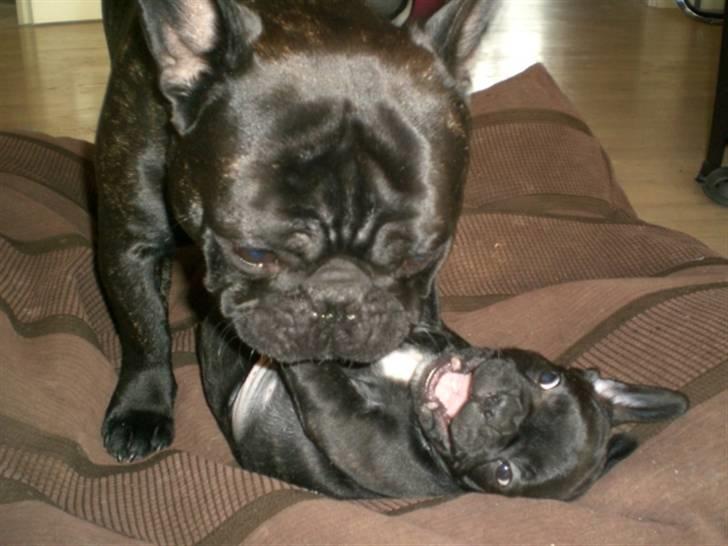 Fransk bulldog Jokerface Boss Hoss  - Far hva laver du ved mig?? billede 2