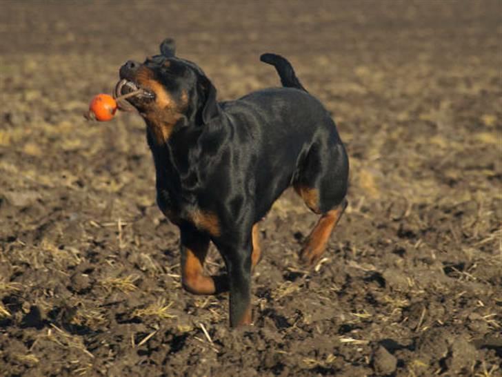 Rottweiler Chanti (Cue Chantell) billede 7