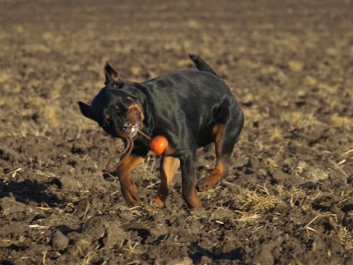Rottweiler Chanti (Cue Chantell) billede 8