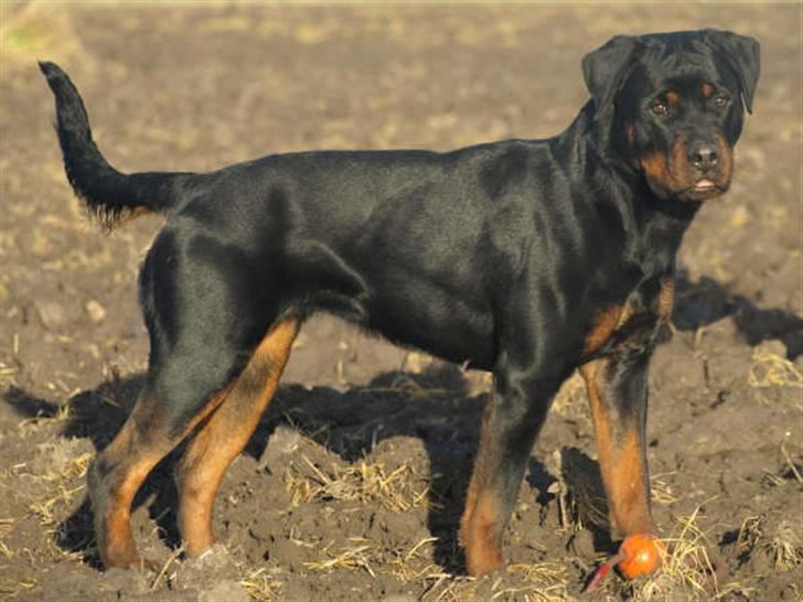 Rottweiler Chanti (Cue Chantell) billede 9