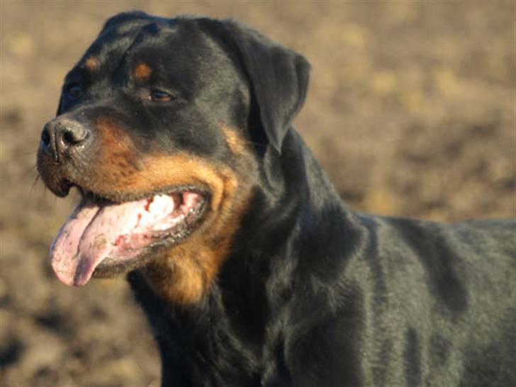Rottweiler Chanti (Cue Chantell) billede 10