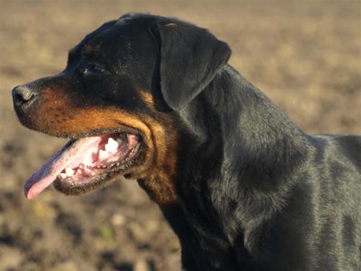 Rottweiler Chanti (Cue Chantell) billede 11