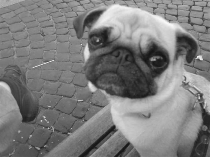 Mops Ingeborg billede 5