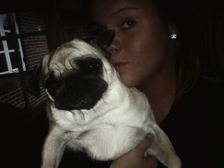 Mops Ingeborg billede 6