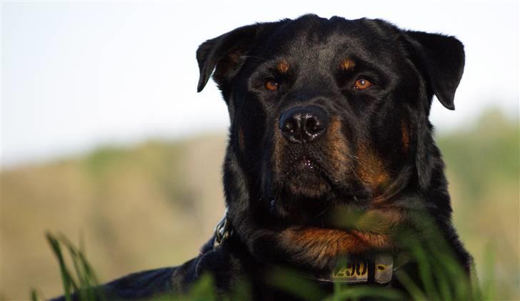 Rottweiler Simba - 3 år billede 2