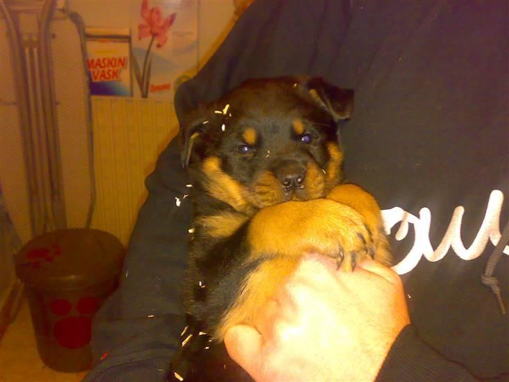 Rottweiler Simba - Simba første gang vi så ham, her her han 6 uger gammel, det var meget hårdt at vente 2 uger på ham billede 3