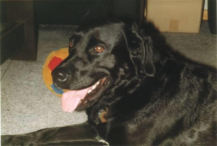 Labrador retriever Keiko billede 1