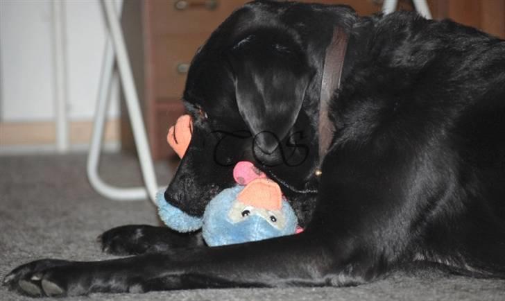 Labrador retriever Keiko billede 2