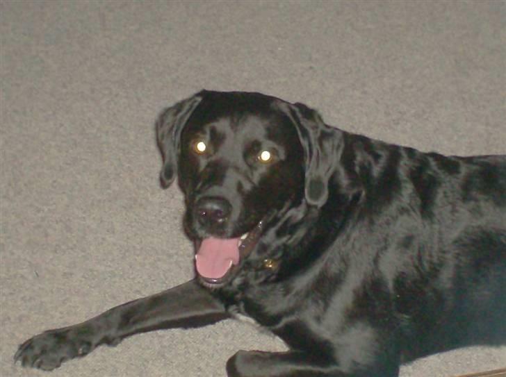 Labrador retriever Keiko billede 3