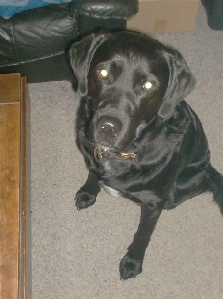 Labrador retriever Keiko billede 4