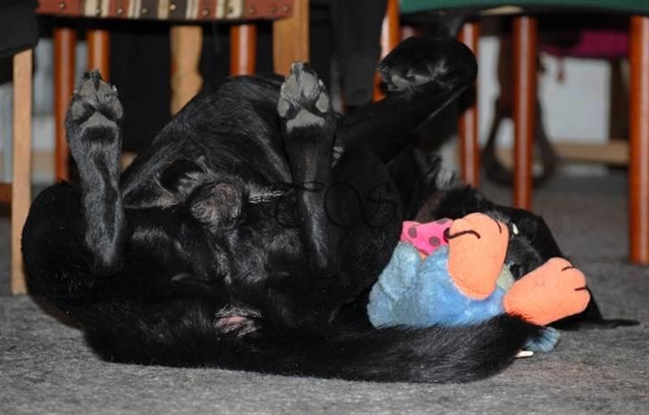 Labrador retriever Keiko billede 5