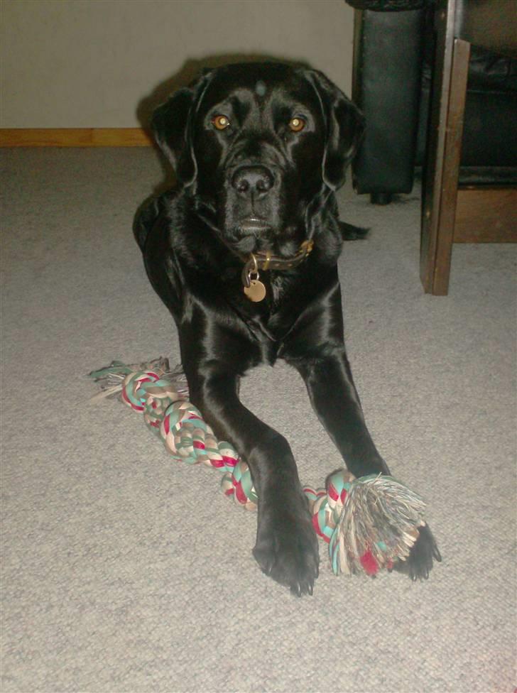 Labrador retriever Keiko billede 6