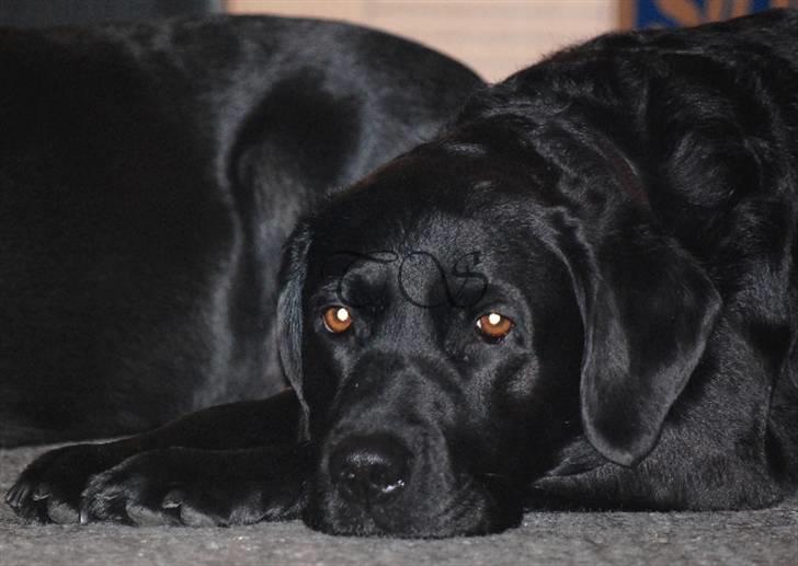 Labrador retriever Keiko billede 7