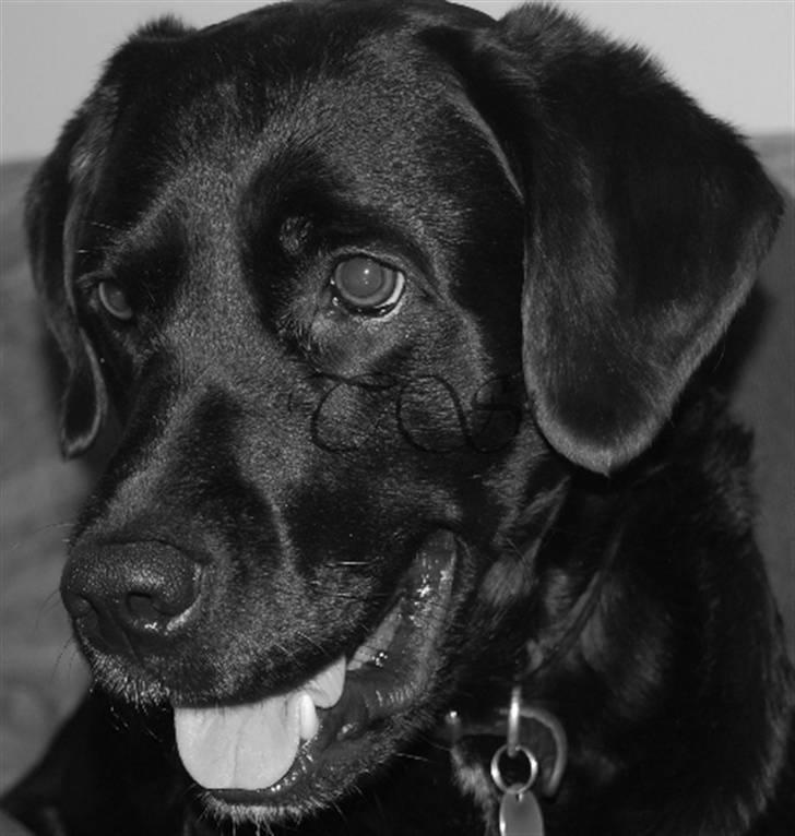 Labrador retriever Keiko billede 8