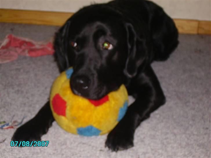 Labrador retriever Keiko billede 9