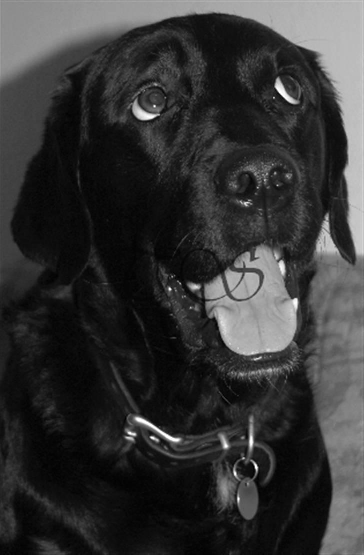 Labrador retriever Keiko billede 10