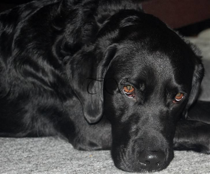 Labrador retriever Keiko billede 11