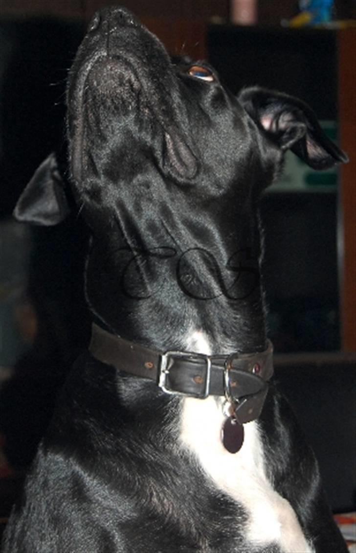 Blanding af racer Kiki billede 1