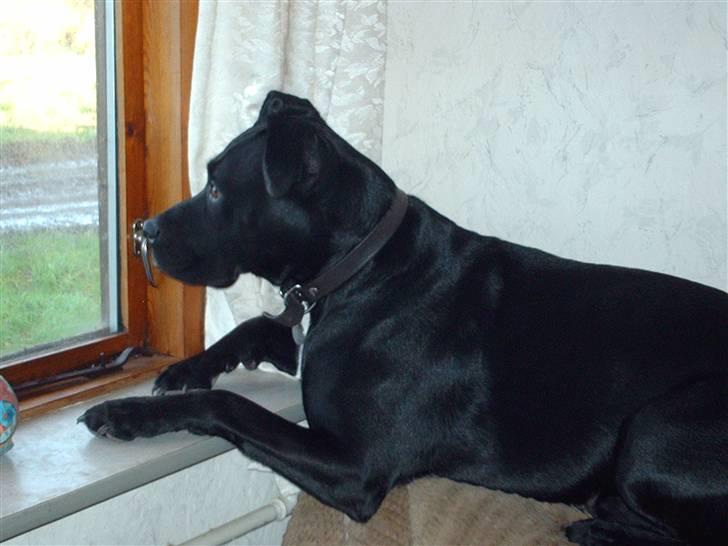 Blanding af racer Kiki billede 2