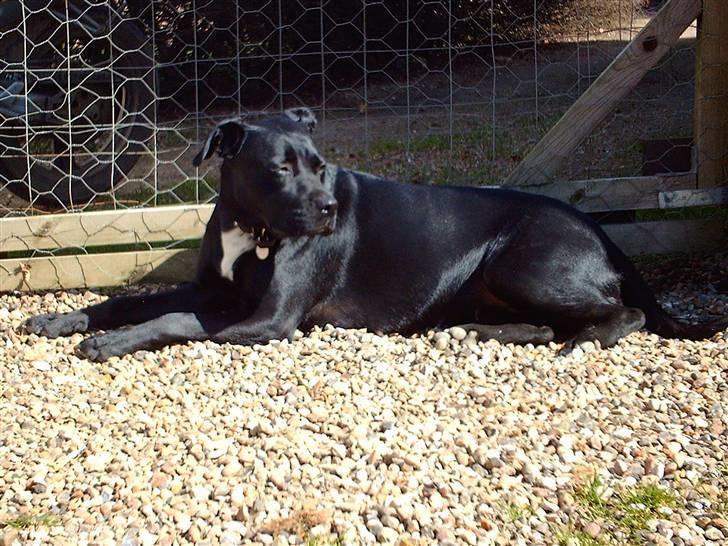 Blanding af racer Kiki billede 3