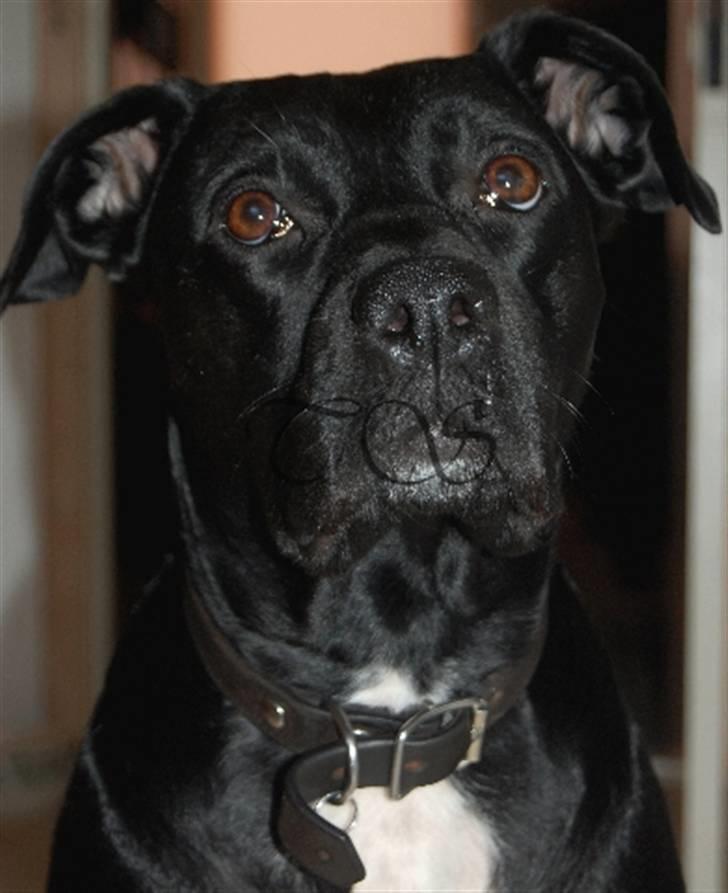 Blanding af racer Kiki billede 4