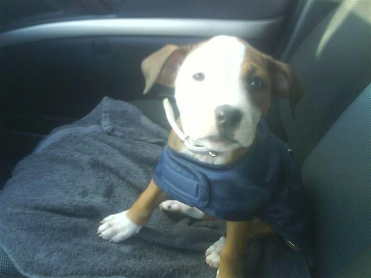 Amerikansk staffordshire terrier Princess Diva## R.I.P## billede 8