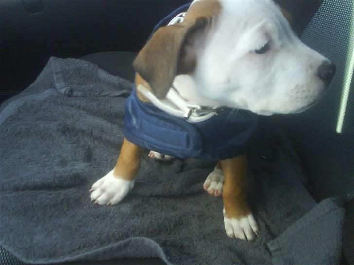 Amerikansk staffordshire terrier Princess Diva## R.I.P## billede 9