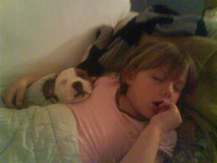 Amerikansk staffordshire terrier Princess Diva## R.I.P## billede 10