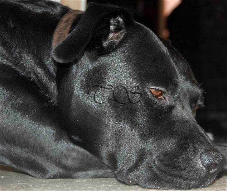 Blanding af racer Kiki billede 5