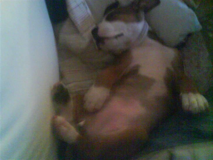 Amerikansk staffordshire terrier Princess Diva## R.I.P## billede 11