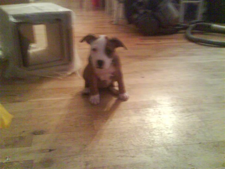 Amerikansk staffordshire terrier Princess Diva## R.I.P## billede 12